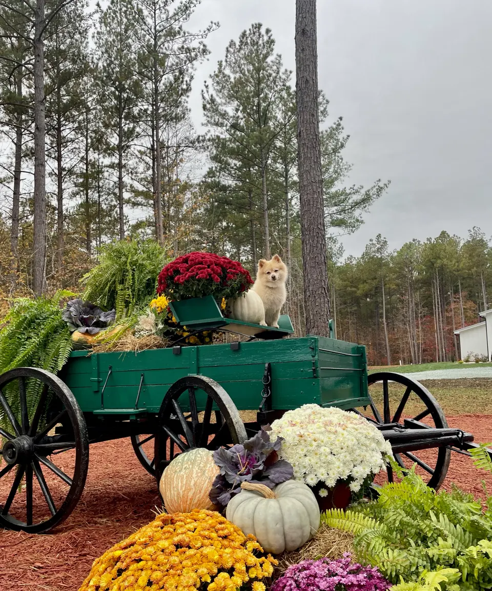 The decorative wagon filled with pumpkins, mums and gourds