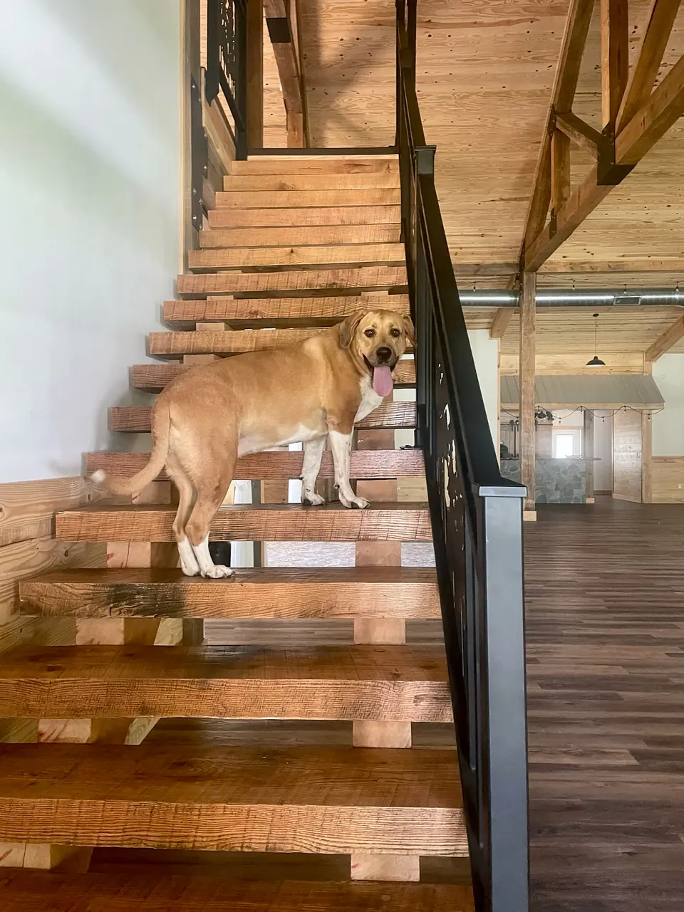 A dog on the timber staircase